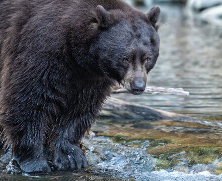 Lake Tahoe Black Bear