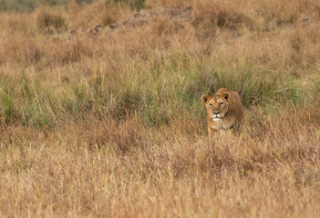 Lion following a Zebra in the grasses, Masai Mara