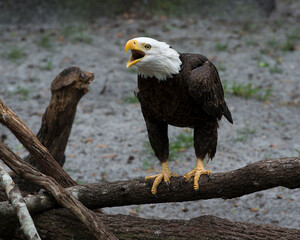 Bald Eagle Stock Photos.  Bald eagle shouting. Bald eagle adult perch on a branch with a close up displaying its body,head, eye, beak, talons, plumage in its surrounding and environment.