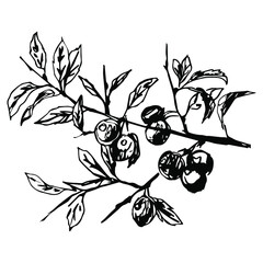 Branch of blackthorn plant with leaves and berries. Prune fruits. Prunus spinosa. Hand drawn linear sketch. Black and white silhouette. - obrazy, fototapety, plakaty