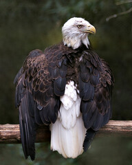 Bald Eagle Photos. Pictures. Image. Portrait. Perched looking at the right with spread wings.  Blur background.