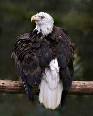 Bald Eagle Photos. Pictures. Image. Portrait. Perched looking at the left with spread wings.  Blur background.