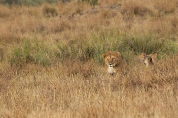Lioness with her cub trying to hunt a Zebra (not in frame) at Masai Mara