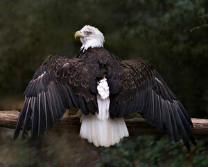Bald Eagle Photos. Pictures. Image. Portrait. Perched looking at the left with spread wings. Displaying wings and tail. Bokeh background.