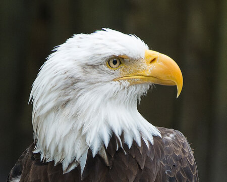 Bald Eagle Stock Photos.  Bald Eagle head close-up portrait. Picture. Image. Blur background. Looking to the right side.