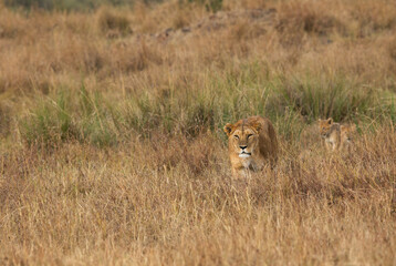 Lion stalking a Zebra and her cubs follow her, Masai Mara