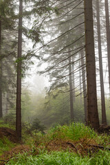 Misty forest in the mountains. Spruces growing in mountainous terrain,