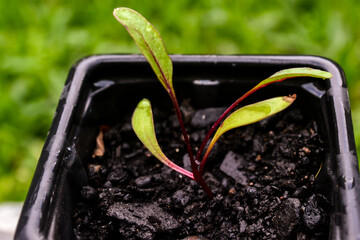 Beet seedlings in the soil. organic production, home garden. Horta organica, muda de beterraba...