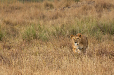 Lioness stalking a zebra in the grassland of  Masai Mara