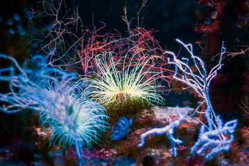 Several Types of Luminous Algae in Aquarium of Monaco Oceanographic Institute Museum