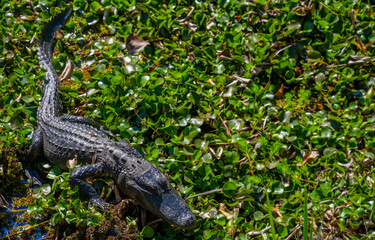 Alligator Sleeps Atop Vines