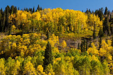 Golden aspens in the fall along Slate River Road near Crested Butte, Colorado.