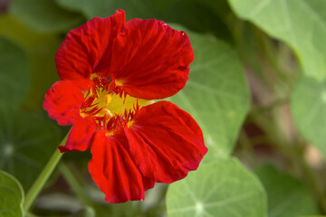 Red nasturtium flower on a flowerbed in a garden closeup