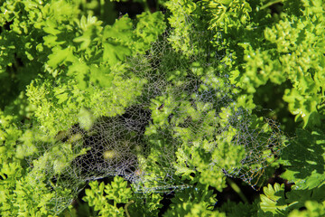 Morning dew on the spider web and spider in the middle of the web, in its house.