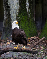 Bald Eagle Stock Photos.  Bald Eagle blur tree background. Picture. Portrait. Image. Bald Eagle bird perched on a log displaying its body, head, eye, beak, talons, plumage.