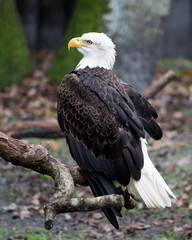 Bald Eagle Stock Photos. Bald Eagle bird perched on a log displaying its brown feathers plumage, white head, eye, yellow beak, talons, with a blur background  in its environment and surrounding.