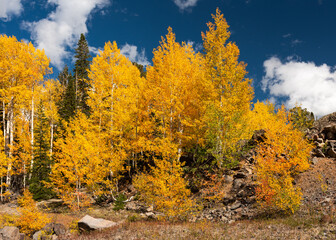 Golden aspen trees during fall in Colorado