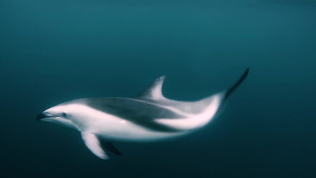 Dusky dolphin swimming to the camera in patagonia, underwater shot, slowmotion