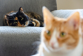 portrait of two cats with focus on background