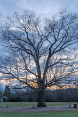 East Brunswick, NJ - December 25, 2018: The formidable great oak inside Great Oak Park stands tall and barren with empty picnic tables underneath it  