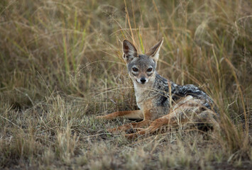 .....A black backed Jackal in the savannah grassland