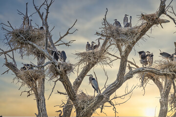 Great Blue Heron Rookery