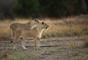 Naklejka na ściany i meble Lioness observing the surrounding in the morning, Masai Mara