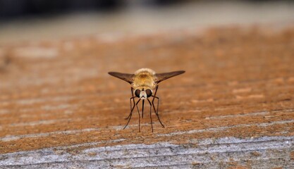 Macro image of Bee Fly on wood
