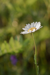 An oxeye daisy with green meadow nature background