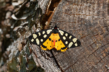 A Cream-spot tiger sitting on a old tree stump.