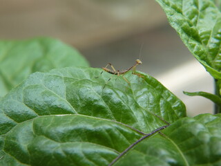 Baby Praying Mantis on Carolina Reaper leaf closeup