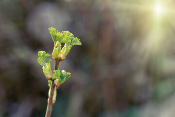 First spring leaves, new life, blooming buds on a bush of currant