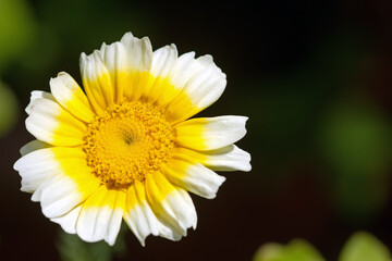 Obraz premium Blüte einer Kronenwucherblume