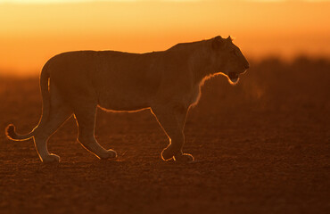 Lioness in the morning light with rim light, Masai Mara