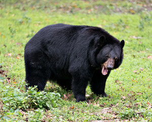 Bear animal stock photos.  Black bear animal close-up profile view in the field, green grass. Black bear yawning. Opened mouth. Displaying teeth. Portrait. Photo. Image. Picture.