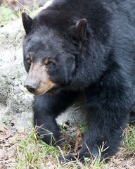 Black Bear animal stock Photos. Black bear animal head close up in the forest,