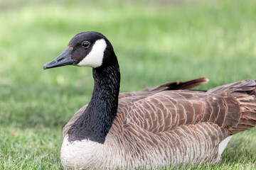 Single Canada Goose on Grass