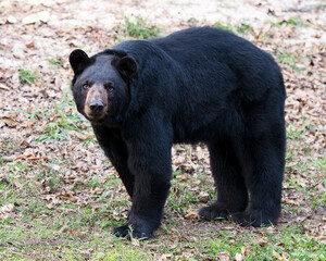 Black Bear Stock Photos.  Black bear in the forest looking at the camera in its surrounding and environment displaying black fur, head, ears, nose, eyes, muzzle with foliage background.