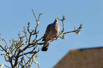 A Common wood pigeon perched on a Plum tree.