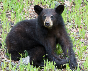 Obraz premium Black Bear Stock Photos. Black bear close up profile view. Black bear resting in the field.