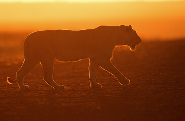 Lioness walking in the morning light, Masai Mara