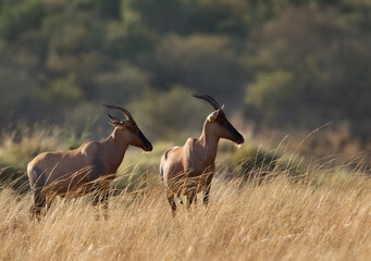 Topi antelopes standing in the Svannah grassland, Masai Mara