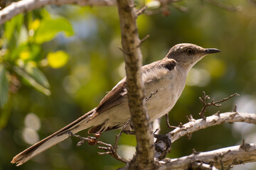 Photography Urban Nature South Florida Wilflife