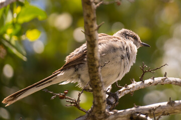 Photography Urban Nature South Florida Wilflife