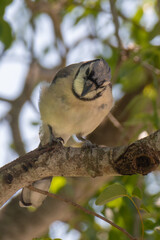 Photography Urban Nature South Florida Wilflife