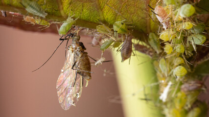 Aphids on rose stems, close-up, selective focus.