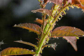 Fototapeta premium Aphids on rose stems, close-up, selective focus.