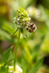 Photography Urban Nature South Florida Wilflife