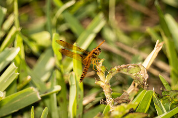 Photography Urban Nature South Florida Wilflife