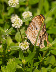 Urban Nature Photography South Florida Wildlife